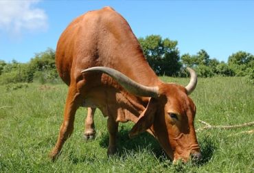 Las razas africanas se dividen en cinco grupos, de los cuales uno de los más reconocidos es el grupo de razas sanga entre las que se encuentran la barotse, ankole y afrikaner (imagen). Foto: es.wikipedia.org Razas cebuinas, razas cebuinas índicas, razas cebuinas africanas, razas cebuinas sintéticas, diferentes entre las razas cebuinas, ganado cebú, cebú, vacas cebú, ganado cebuino, razas sintéticas de cebú, brahman, brangus, santa gertrudis, gyr, ankole watusi, afrikáner, ganado bovino, ganadería bovina, carne, leche, ganaderos, ganaderos colombia, ganado, vacas, vacas Colombia, bovinos, Ganadería, ganadería colombia, noticias ganaderas, noticias ganaderas colombia, CONtexto ganadero, contextoganadero