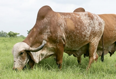 Según varias publicaciones de India, de donde procede esta raza, hay vacas que alcanzan los 50 litros de leche al día. Foto: Fedegán FNG gyr, gyr leche, gyr India, ganado gyr, raza gyr, gyr Colombia, ganado gyr colombia, gyr ganado de leche, 30 años ganado gyr en colombia, Brasil, la india, ganaderos raza gyr, ganaderos colombia, ganaderos, bondades raza gyr, ganado bovino, ganadería bovina, carne, leche, ganaderos, ganaderos colombia, ganado, vacas, vacas Colombia, bovinos, Ganadería, ganadería colombia, noticias ganaderas, noticias ganaderas colombia, CONtexto ganadero, contextoganadero