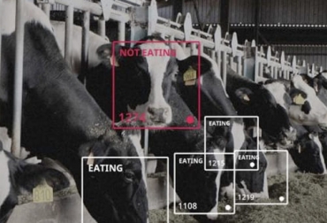 En distintos países se han desarrollado software de reconocimiento facial como un método de identificación no invasivo de las vacas. Foto: irishtimes.com tecnología de reconocimiento facial de vacas, reconocimiento facial de las vacas para medir estado de salud, desarrollan nueva tecnología de reconocimiento facial de vacas, estados unidos, Irlanda, Australia, universidad, ganado bovino, ganadería bovina, carne, leche, ganaderos, ganaderos colombia, ganado, vacas, vacas Colombia, bovinos, Ganadería, ganadería colombia, noticias ganaderas, noticias ganaderas colombia, CONtexto ganadero, contextoganadero