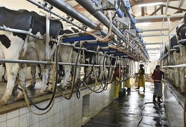 Durante varios años consecutivos, Argentina ha ido aumentando su producción de leche gracias al manejo eficiente de la lechería. Foto: news.agrofy.com.ar ganadería, ganadería colombia, noticias ganaderas, noticias ganaderas colombia, contexto ganadero, ganadería, argentina, produccion de leche argentina, aumento produccion de leche en argentina, usda, ocla, crecimiento produccion de leche argentina