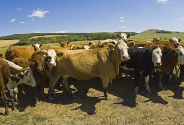 A pesar del problema de vaca loca que tuvo, Brasil aumentó de forma considerable sus exportaciones de carne a Estados Unidos en los primeros once meses de 2021. Foto: opportimes.com Brasil, exportaciones, importaciones, carne bovina, estados unidos, Canadá, méxico, Australia, Nueva Zelanda, argentina, consumo, granos, demanda, Producción, precios, USDA, prohibición, cerdo, pollo, Rabobank, proteína animal, Competitividad, mercado internacional, cereales, Pandemia, tipo de cambio, Peste Porcina Africana, gripe aviar, Ganadería, ganadería colombia, noticias ganaderas colombia, CONtexto ganadero