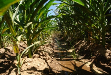 Otro aspecto importante del cambio en patrones del clima, es la temporalidad de las precipitaciones pluviales. Foto: prensaanimal.com Ganadería, ganadería colombia, noticias ganaderas, noticias ganaderas colombia, CONtexto ganadero, mexico, cambio climatico mexico,