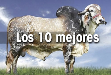 Brasil presentó los diez mejores toros de la raza gyr de 2021 con base en su programa nacional de mejoramiento genético. Foto: ABS toros, Gyr, Brasil, Programa Nacional, mejoramiento genético, características productivas, ubres, reproductivas, Producción, leche, Embrapa, ABCGIL, Asociación Brasilera de Criadores de Cebú, ABCZ, selección, animales superiores, sobresalientes, sólidos totales, proteína, PTA, confiabilidad, homocigoto, beta-lactoglobulina, beta caseína, kappa caseína, aplomos, pezones, Ganadería, ganadería colombia, noticias ganaderas colombia, CONtexto ganadero