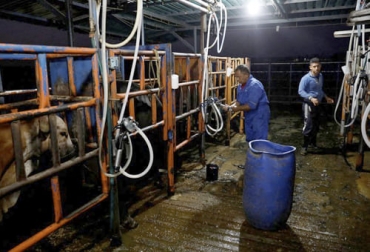 Los ganaderos en Venezuela han tenido que recurrir a la venta de leche en dólares para reemplazar el negocio de la venta de carne por falta de demanda. Foto: REUTERS/Leonardo Fernandez Viloria Producción de leche en Venezuela en 2022, leche Venezuela 2022, leche Venezuela, precio leche Venezuela, precio leche, precio leche Colombia, ganadería Venezuela, Venezuela 2022, reportes sobre ganadería en Venezuela, economía Venezuela, ganado bovino, ganadería bovina, carne, leche, ganaderos, ganaderos colombia, ganado, vacas, vacas Colombia, bovinos, Ganadería, ganadería colombia, noticias ganaderas, noticias ganaderas colombia, CONtexto ganadero, contextoganadero