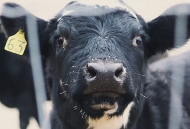 Luego de más de tres meses de dejar de recibir carne bovina de Brasil por casos atípicos de EEB, ahora China suspende las importaciones de carne de Canadá por la misma razón, medida que también adoptaron Corea del Sur y Filipinas. Foto: laverdadnoticias.com Confirmado caso de vaca loca en Canadá, vaca loca, vaca loca en Canadá, exportaciones carne bovina Canadá, China cierra comercio de carne de Canadá, caso de vaca loca en Canadá, que es la vaca loca, enfermedad de vaca loca, importaciones carne China, consecuencias de la vaca loca, ganado bovino, ganadería bovina, carne, leche, ganaderos, ganaderos colombia, ganado, vacas, vacas Colombia, bovinos, Ganadería, ganadería colombia, noticias ganaderas, noticias ganaderas colombia, CONtexto ganadero, contextoganad