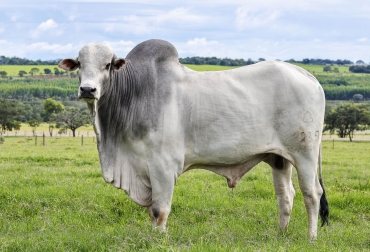 La raza Nelore es una de las más importantes en la ganadería de Brasil. Foto: Embrapa. Ganadería, ganadería colombia, noticias ganaderas, noticias ganaderas colombia, CONtexto ganadero, Claudio Magnabosco, Claudio Magnabosco embrapa, Claudio Magnabosco ancp, evaluaciones de ganado, evaluaciones de rendimiento bovino, Brasil, ganadería Brasil, ganaderos de Brasil, genética Brasil, ABS, genética abs, calidad genetica abs