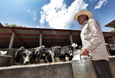 El propósito de México es que los ganaderos avancen en la armonización de la producción con la salud del ambiente y ecosistemas. Foto: portalechero.com ganaderia mexico divisas