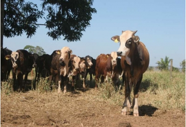 En Brasil se adelantó un proyecto vía capacitación que evidenciaría la reducción en las emisiones de carbono. Foto: Mundo Agropecuario. ganaderos brasil reducir emisiones