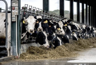 La reducción en la producción lechera de Estados Unidos y Nueva Zelanda hará que los precios se mantengan al alza. Foto: portalechero.com Disminución producción lechera