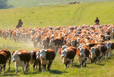 Los países exportadores están aprovechando esta coyuntura de altos precios por la carne que se da por la alta demanda. Foto: ganadosycarnes.com caída stock bovino