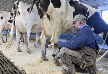 Estas son las ayudas han recibido los ganaderos en Estados Unidos, que los hace más competitivos a nivel internacional. Foto: infocampo.com.ar ayudas del gobierno a los productores lecheros en Estados Unidos