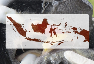 Un brote de fiebre aftosa en 4 provincias de Indonesia con más de 1200 casos puso en alerta a las autoridades australianas dada la cercanía de ambos países. Foto: mapa.gob.es - orangesmile.com brote de fiebre aftosa en indonesia afecta ganaderia de australia