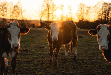 La producción de leche aumentó en 297 millones de litros, mientras que en cárnicos de bovinos, los excedentes cifraron 48 000 toneladas. Foto: humbertoarmenta.mx crecimiento ganaderia mexico