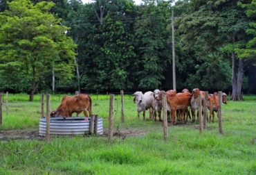 La implementación de sistemas silvopastoriles en Colombia ha permitido la captura de carbono de 1,5 millones de toneladas de carbono, cifra que hacia el año 2030 aumentará a 4,9 millones de toneladas, es decir, 3,5 veces más. América Latina impulsa la ganadería sostenible