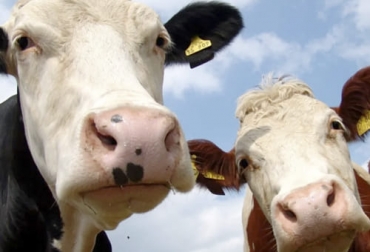 Gripe bovina ha llegado a campos de América del Sur en Brasil por lo que investigadores aseguran que es una enfermedad que puede causar pérdidas millonarias. Foto: eleconomista.com.mx Gripe bovina ha llegado a campos de América del Sur en Brasil