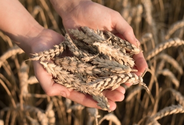 La calculadora estudia el impacto ambiental de 1 hectárea de cultivo de trigo desde su siembra hasta su transformación. Foto: INTA. huella carbono trigo