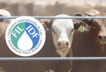 La leche mexicana obtuvo reconocimiento internacional por producir con bienestar animal y siguiendo las buenas prácticas. Foto: edairynews.com - portalechero.com Vacas que producen la leche mexicana reconocida por la Federación Internacional de Lechería.