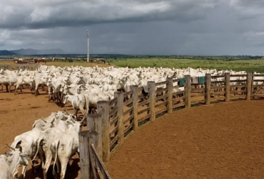 La capacitación y la asistencia técnica permitió que ganaderos de Brasil restauraran terrenos degradados y aumentaran sus ingresos. Foto: imgs.mongabay.com ganaderia y restauracion de pastos en Brasil y Amazonas