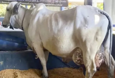 Illuminada Teatro es la vaca que rompió el récord de producción mundial de leche en concurso realizado en el marco de ExpoZebu en Brasil. Foto: NaMídia Assessoria/ Divulgação Vaca que rompió récord de producción mundial de leche
