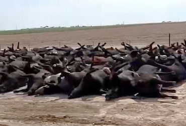 La ola de calor en Kansas ocasionó la muerte de al menos 400 cabezas de ganado. Foto: elmanana.com.mx Reses muertas por calor