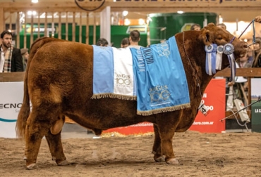 En el centenario de la asociaciín angus de Argentian des escogieron los animales más destacados de la raza. Foto: agritotal.com Toro angus destacado en Argentina