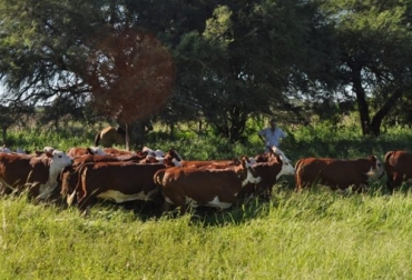 Producir más carne por hectárea es una realidad por medio de la suplementación y las pasturas para los bovinos. Foto: neahoy.com Producir más carne por hectárea