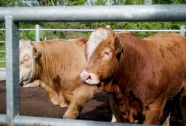 La Federación Irlandesa de Cría de Ganado (ICBF por sus siglas en inglés) tiene la base de datos de genética bovina más grande del mundo. Foto: Captura de pantalla base de datos de genética de ganado bovino