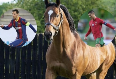 Este es el semental que tuvo un valor cotizado por encima de Ronaldo o Messi tuvo alrededor de 2.300 purasangres repartidos en los cinco continentes. Foto: as.com Este es el semental que tuvo un valor cotizado por encima de Ronaldo o Messi