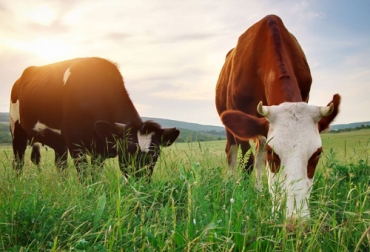 En Estados Undios aún se discuten las ventajas de la carne de res procedente de animales alimentados con pastos con respecto a la de animales alimentados con granos, mientras que en nuestro país esta discusión no figura en la agenda ganadera. Foto: alimente.elconfidencial.com carne alimentada con pasto