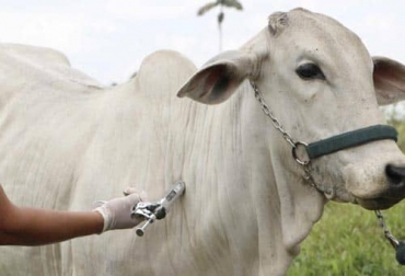 Luego de un mes del brote de fiebre aftosa en Indonesia, el Gobierno planea aplicar 3 vacunas a más de 17 millones de animales de aquí a 2023. Foto: Agrocalidad.com brote de fiebre aftosa en indonesia