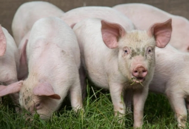 El prototipo ha demostrado su eficacia en la detección de una devastadora infección diarreica en cerdos identificada por primera vez en Canadá en 2014. Foto: diarioveterinario.com test rapido infecciones en animales de granja