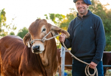 En la ganadería de Alejandro Brandán el Brahmán manda la parada generando excelentes números en productividad. Foto: lacritica.com.ar Ganadería en la que el Brahmán manda la parada