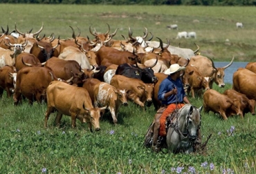 Los ganaderos que colonizaron las tierras del estado de Mato Grosso importaron ganado Bos indicus de razas nelore, gyr y guzerá. Foto: revistapesquisa.fapesp.br aporte de India al desarrollo de la ganadería de Brasil