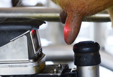 Científicos de la Universidad de Lincoln en Nueva Zelanda diseñaron un modelo computacional para ayudar a detectar de forma precisa la mastitis. Foto: lacteoslatam.com robot de ordeño detecta mastitis