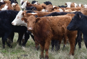 Uruguay busca unificar el estatus de país libre de aftosa sea con o sin vacunación. Foto: rurales.elpais.com.uy Ganado uruguayo