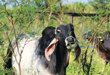 Investigadores del Instituto Franklin Templeton consideran que las prácticas sostenibles de agricultores y ganaderos en Brasil juegan un papel importante en la producción de carne de res potencialmente libre de carbono a los consumidores. Foto: cgspace.cgiar.org ganaderia sostenible amazonas