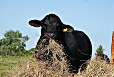 Las pruebas de eficiencia de conversión alimentaria realizadas en Paraguay arrojan resultados favorables para seguir implementado dicha práctica. Foto: productivacm.com Conversión alimentaria del ganado