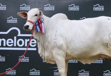 La vaca nelore JCW FIV RP 7425 de la ganadera Goya se vendió el 50 % por 504 millones de guaraníes, esto es, USD 73.000 o $325 millones. Foto: abc.com.py vaca nelore precio record