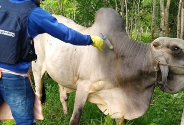 La vacunación contra la aftosa en los países del Mercosur ahorraría pérdidas multimillonarias por dejar de exportar carne. Foto: lavozdelcinaruco.com Vacunación contra la aftosa