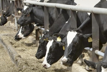 En España ha crecido el sacrificio de vacas lecheras por los altos costos para alimentarlas. Foto: elproductor.com Vacas alimentándose