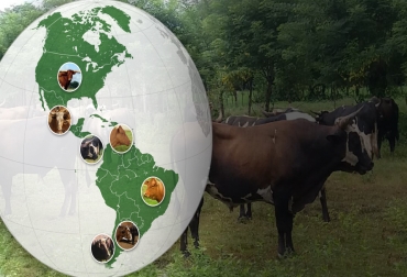 Foto: agroempresario.com - repositorio.cucba.udg.mx - researchgate.net - revistas.uach.cl - antropocene.it - razasbovinasdecolombia.weebly.com ganado criollo america