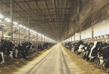 Si bien China es el mayor importador de lácteos en el mundo, también tiene una gran producción de leche con ganaderías en varias regiones del país. Foto: campogalego.es produccion de leche en China