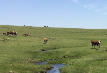 Desde hace 23 años, la empresa Conexión Ganadera en Uruguay permite que los ciudadanos puedan invertir en ganadería sin ser expertas en el sector. Foto: conexionganadera.com proyecto conexion ganadera de uruguay