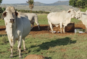 En la actualidad Sudáfrica presenta 15 casos de fiebre aftosa, por lo que restringió toda movilización de ganado durante 21 días. Foto: bulletin.woah.org ganado de sudafrica afectado por fiebre aftosa