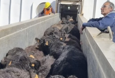 Uruguay realizó la exportación de 12.500 animales angus para ser cruzados con wagyu en China y tener una carne Premium. Foto: bichosdecampo.com Exportación de ganado de Uruguay