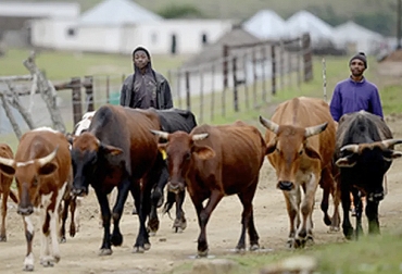 Invertir en ganado es un negocio en crecimiento en Zimbabue, donde la inflación está disparada, y muchos lo consideran más seguro que poner dinero en el banco. Foto: muyinteresante.es bovinos zimbabue