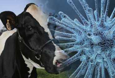 Todos los animales que participaron en estudio sobre coronavirus en Europa resultaron positivos para el virus. Foto: bogota.gov.co - Fedegán FNG Coronavirus bovino