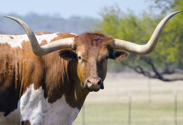 En 1927 el gobierno de EE. UU. tomó medidas para preservar la especie como un componente vivo de la herencia estadounidense y se creó la la Asociación Americana de Criadores de Texas Longhorn. Foto: animals.howstuffworks.com ganado texas longhorn