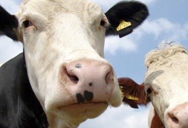 El desarrollo de pastillas para mitigar los eructos de las vacas realizado por investigadores de Australia se suma a otros ensayos para crear tabletas para las vacas que cumplan el mismo propósito. Foto: eleconomista.com.mx tabletas antieructos
