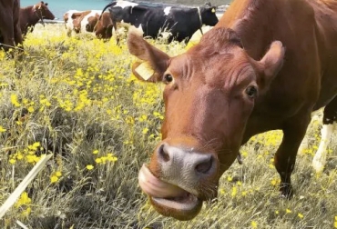 En el estudio se registraron cantidades significativas de THC en la leche de las vacas utilizadas. Foto: El Planteo alimentar vacas con cáñamo industrial incide en la salud física del animal y modifica la leche.